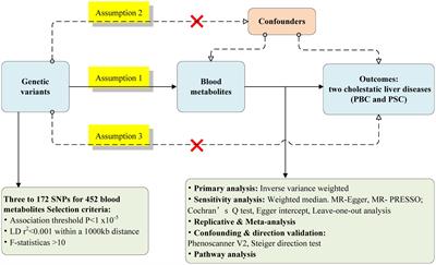 Causality of metabolites and metabolic pathways on cholestatic liver diseases: a Mendelian randomization study